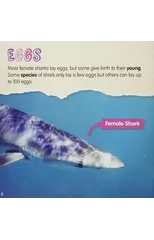 Shark