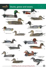 Ducks, Geese and Swans
