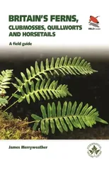 Ferns
