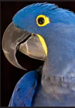 Kalaratri or Black Night Trilogy