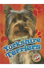 Yorkshire Terriers