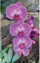 Hot Pink Orchid Journal