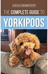 The Complete Guide to Yorkipoos