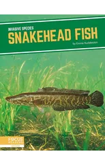 Snakehead Fish