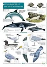 Coastal wildlife of the North York Moors