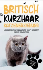 Britisch Kurzhaar Katzenerziehung