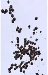 Pepper