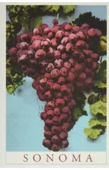 Vintage Journal Sonoma Grapes
