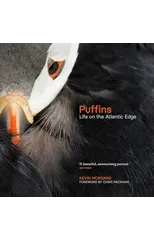 Puffins