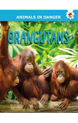 Orangutans