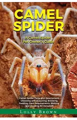 Camel Spider