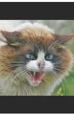 Le Chat