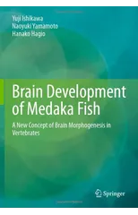 Brain Development of Medaka Fish