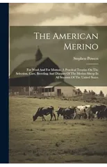 The American Merino
