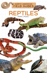 Reptiles