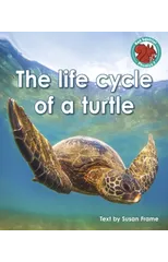 The life cycle of a turtle
