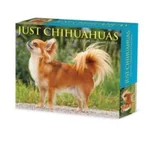 Chihuahuas 2024 6.2 X 5.4 Box Calendar