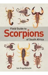 Field Guide to Scorpions of South Africa