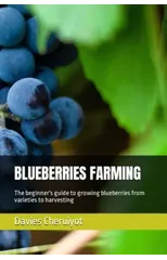 Blueberries Farming