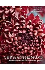 Chrysanthemums