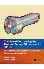 The Spinal Cord during the First and Early Second Trimesters 4- to 108-mm Crown-Rump Lengths