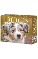 Dogs 2025 6.2 X 5.4 Box Calendar