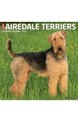 Just Airedale Terriers 2025 12 X 12 Wall Calendar