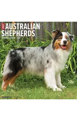 Just Australian Shepherds 2025 12 X 12 Wall Calendar
