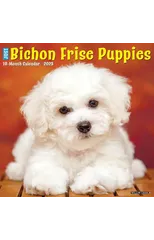 Just Bichon Frise Puppies 2025 12 X 12 Wall Calendar