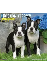 Just Boston Terrier Puppies 2025 12 X 12 Wall Calendar