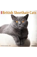 British Shorthair Cats 2025 12 X 12 Wall Calendar