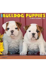 Just Bulldog Puppies 2025 12 X 12 Wall Calendar