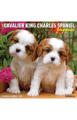 Just Cavalier King Charles Spaniel Puppies 2025 12 X 12 Wall Calendar