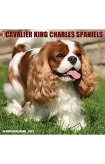 Just Cavalier King Charles Spaniels 2025 12 X 12 Wall Calendar