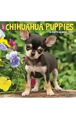 Just Chihuahua Puppies 2025 12 X 12 Wall Calendar