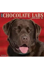 Just Chocolate Labs 2025 12 X 12 Wall Calendar
