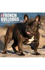 Just French Bulldogs 2025 12 X 12 Wall Calendar