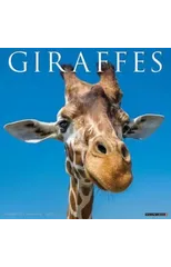 Giraffes 2025 12 X 12 Wall Calendar