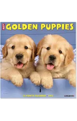 Just Golden Puppies 2025 12 X 12 Wall Calendar