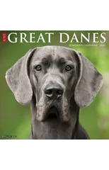 Just Great Danes 2025 12 X 12 Wall Calendar