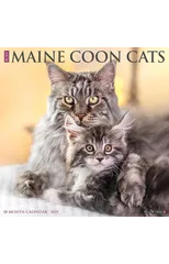 Just Maine Coon Cats 2025 12 X 12 Wall Calendar