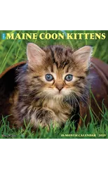 Just Maine Coon Kittens 2025 12 X 12 Wall Calendar