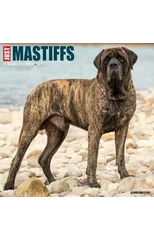 Just Mastiffs 2025 12 X 12 Wall Calendar