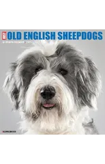 Just Old English Sheepdogs 2025 12 X 12 Wall Calendar