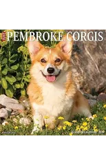 Just Pembroke Corgis 2025 12 X 12 Wall Calendar