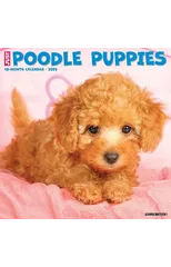 Just Poodle Puppies 2025 12 X 12 Wall Calendar