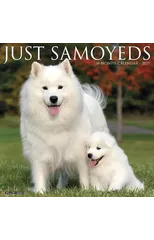 Just Samoyeds 2025 12 X 12 Wall Calendar