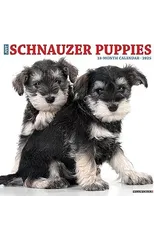 Just Schnauzer Puppies 2025 12 X 12 Wall Calendar