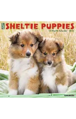 Just Sheltie Puppies 2025 12 X 12 Wall Calendar