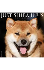 Just Shiba Inus 2025 12 X 12 Wall Calendar